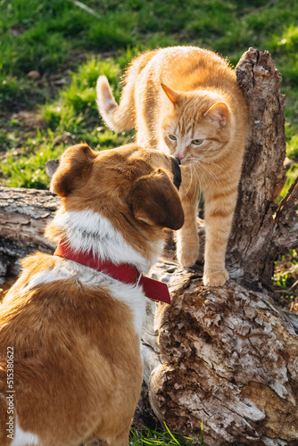 fluffy domestic cat playing in the garden