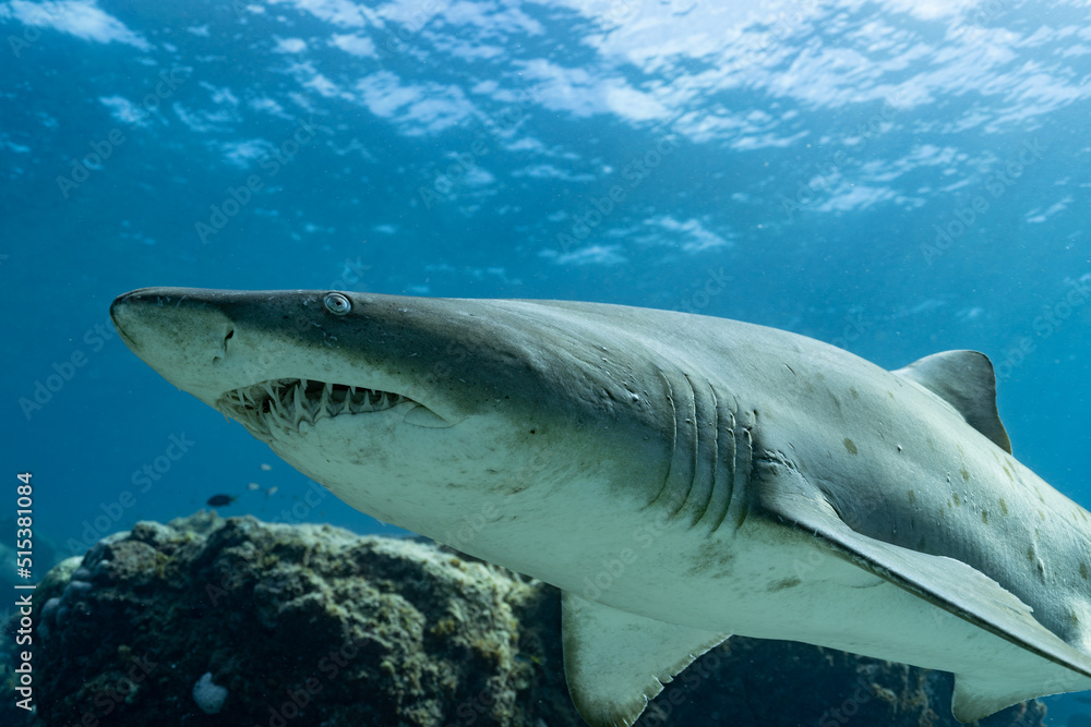 Fototapeta premium shark