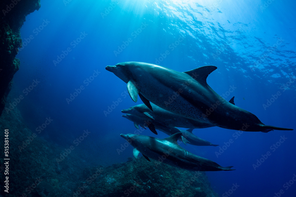 Fototapeta premium 【イルカ】小笠原諸島