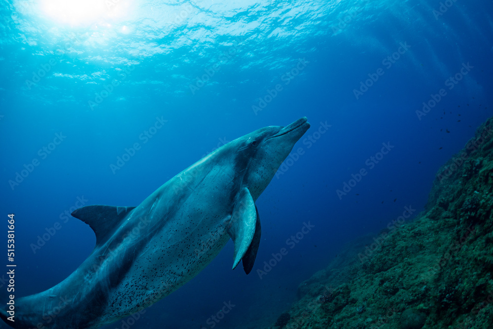 Fototapeta premium 【イルカ】小笠原諸島