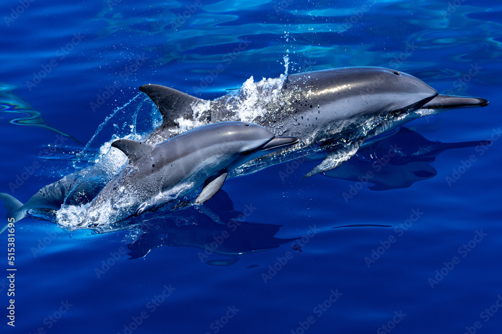 Fototapeta premium 小笠原諸島【イルカ】