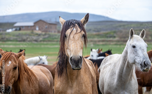 Fototapeta Naklejka Na Ścianę i Meble -  Great American Horse Drive Colorado. Ranch horses being herded to summer pasture.