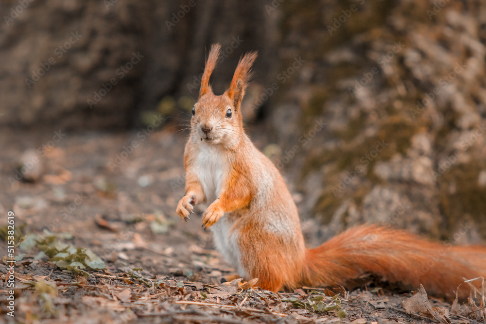 Curious beautiful and cute Eurasian red squirrel (Sciurus vulgaris) in the forest Curious beautiful and cute Eurasian red squirrel (Sciurus vulgaris) in the forest