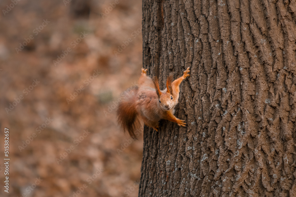 Curious beautiful and cute Eurasian red squirrel (Sciurus vulgaris) in the forest