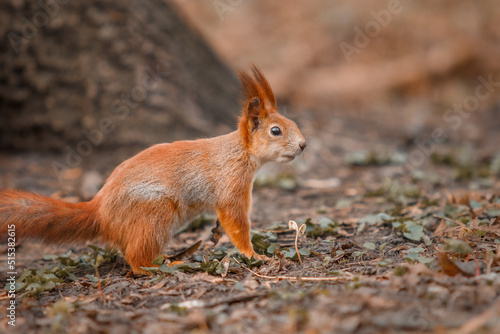 Curious beautiful and cute Eurasian red squirrel (Sciurus vulgaris) in the forest © OlgaOvcharenko