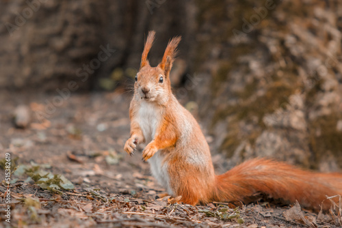Curious beautiful and cute Eurasian red squirrel (Sciurus vulgaris) in the forest © OlgaOvcharenko