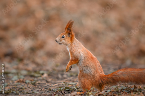 Curious beautiful and cute Eurasian red squirrel (Sciurus vulgaris) in the forest