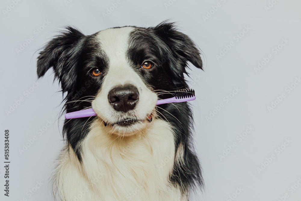 Cute smart funny puppy dog border collie holding toothbrush in mouth isolated on white background. Oral hygiene of pets. Veterinary medicine, dog teeth health care banner