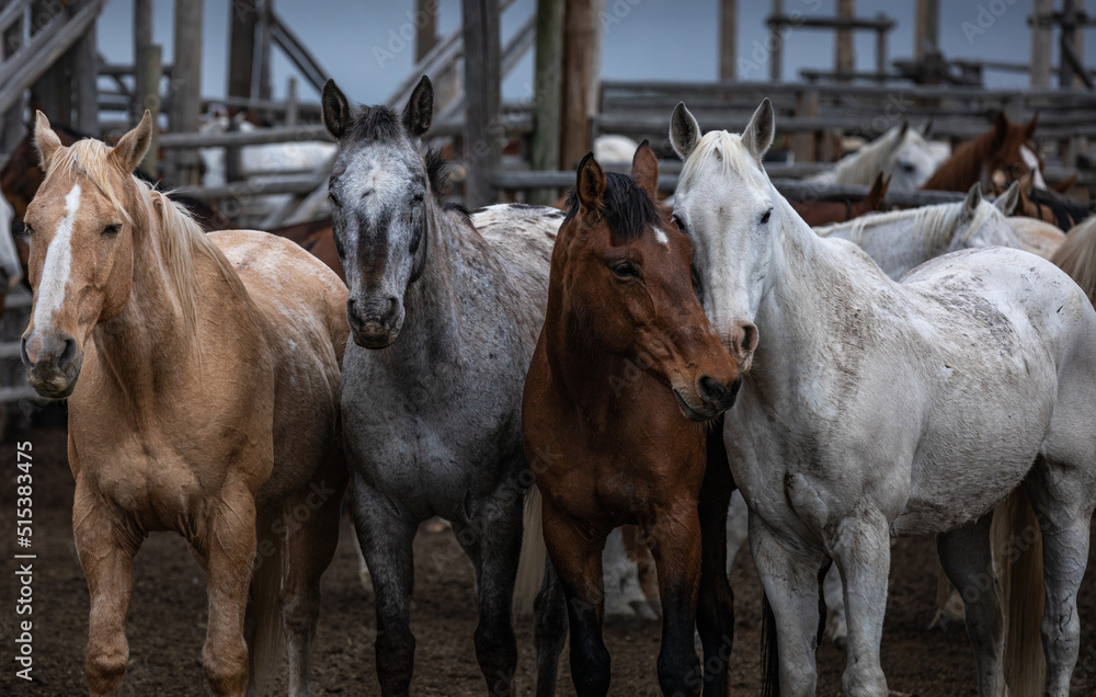 Naklejka premium Great American Horse Drive Colorado. Ranch horses being herded to summer pasture.