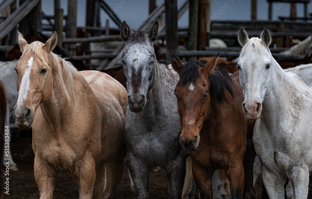 Fototapeta premium Great American Horse Drive Colorado. Ranch horses being herded to summer pasture.