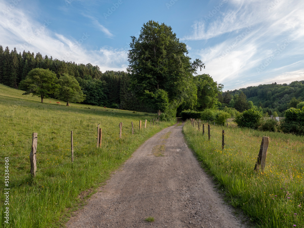 Road in nature reserve Eifel in Germany near Rohren, hills and forest