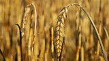 Barley fields ears damage burnt fire flame barley after blaze detail heat, wild drought dry black earth ground catastrophic closeup Hordeum vulgare vegetation cereals stand green natural disaster