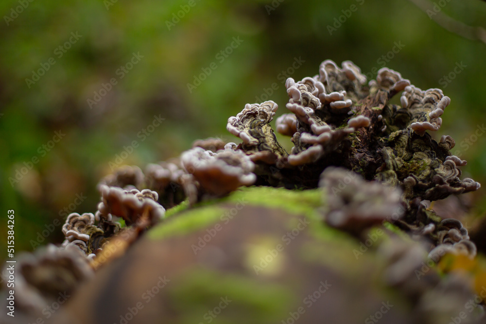 moss on the trunk moss on the trunk