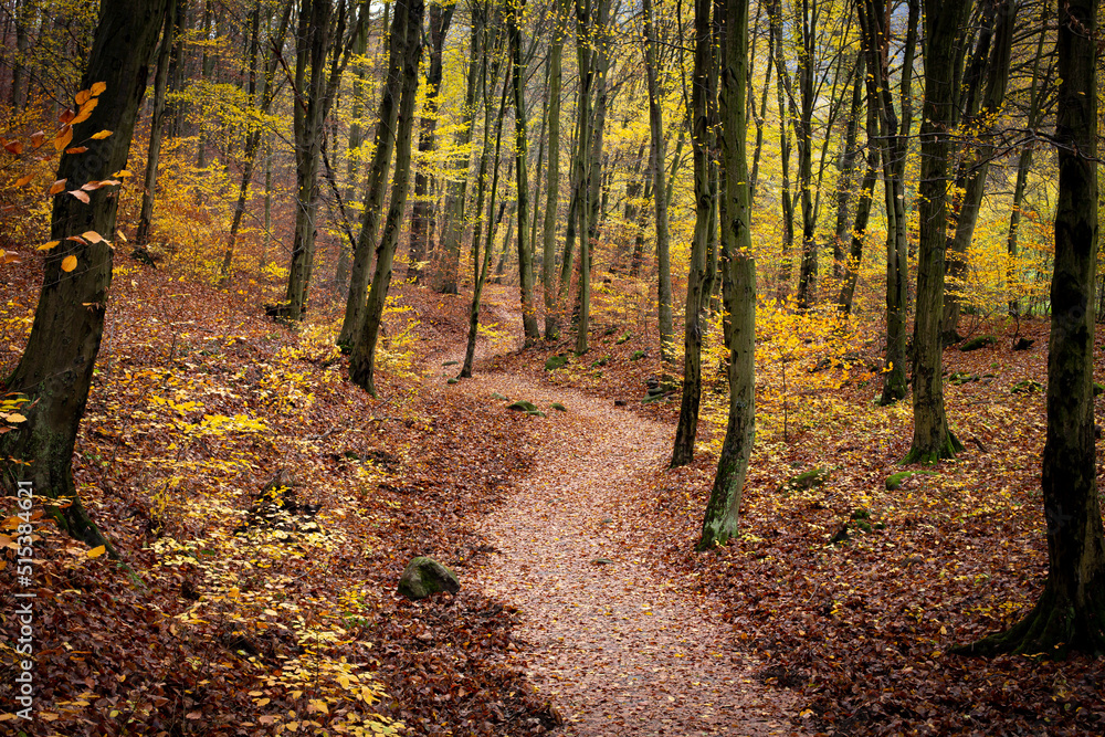 Fototapeta premium autumn in the forest