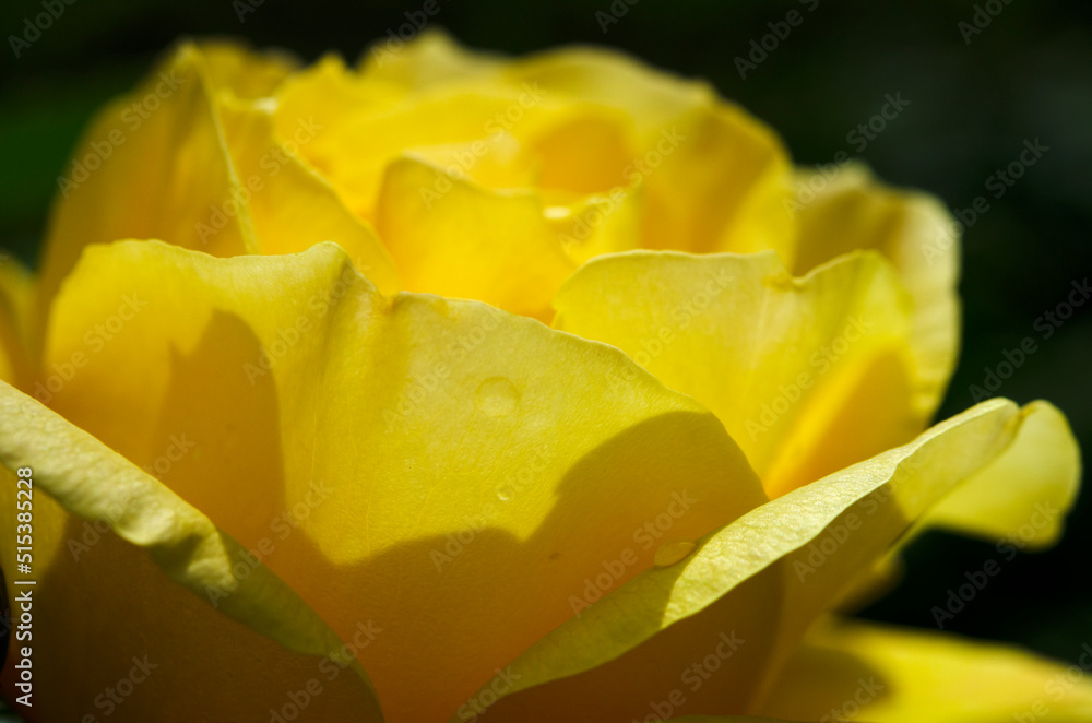 Yellow rose flower as close up Yellow rose flower as close up