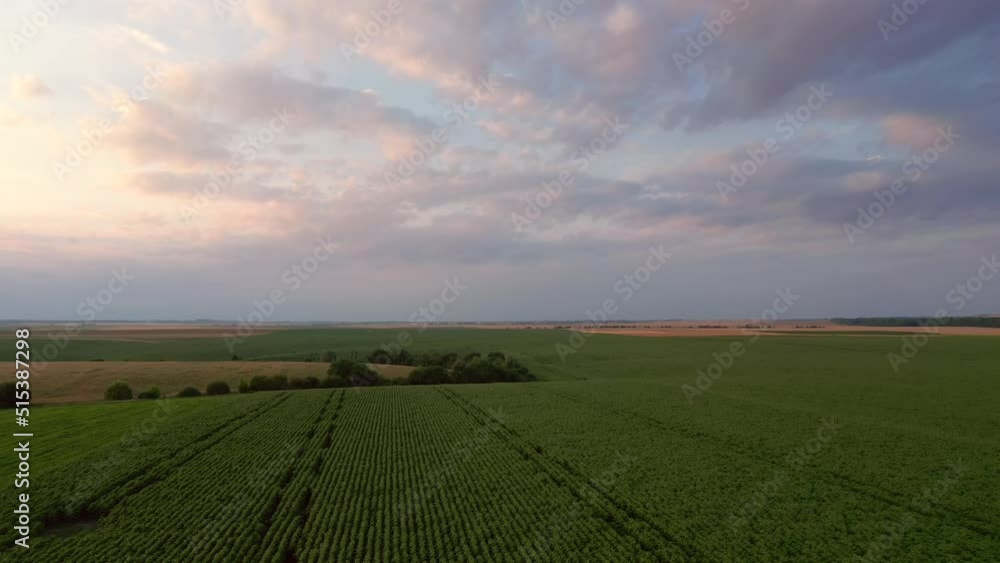 Green corn fields and farmland in summer. Filmed in UHD 4k video. Green corn fields and farmland in summer. Filmed in UHD 4k video.