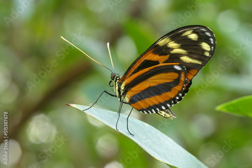 Schmetterling © Wolfgang