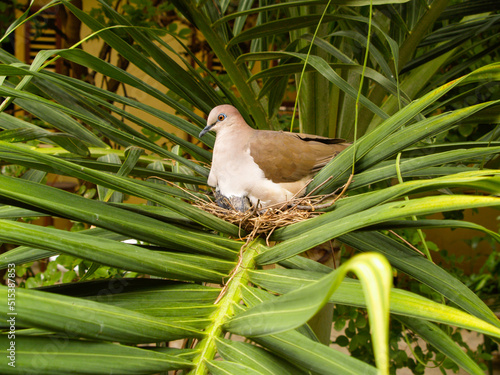 Taube auf dem Nest photo