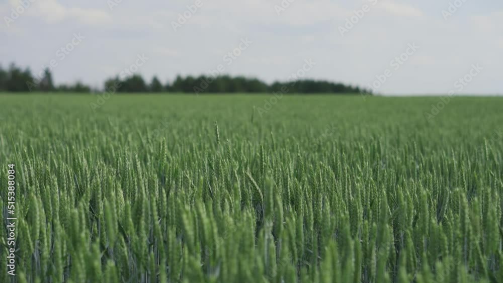 Ripening ears of meadow green wheat field. Beautiful Nature, Rural Scenery Ripening ears of meadow green wheat field. Beautiful Nature, Rural Scenery