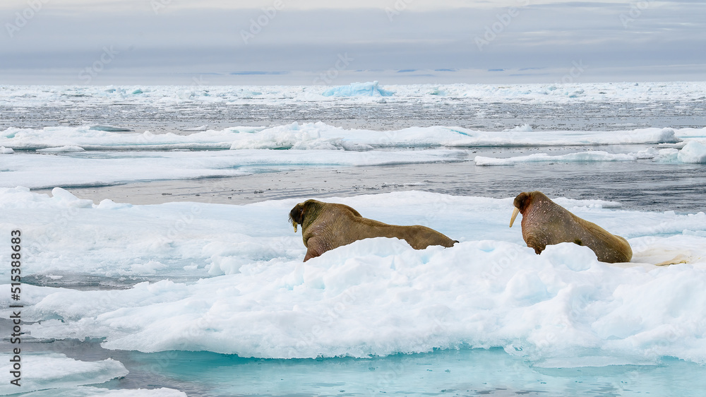 Walrus (Odobenus rosmarus) on ice with open water, Svalbard, Norway