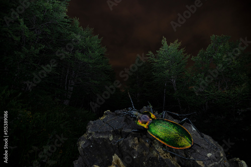 Carabus