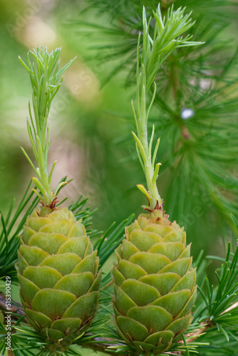 Larch strobili: young ovulate cones. photo