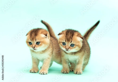 Golden Chinchilla Persian kitten. Small playful domestic kittens on a delicate blue background. Copy space