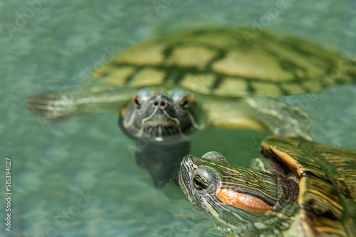 A pair of freshwater turtles swimming in an aquarium sticks