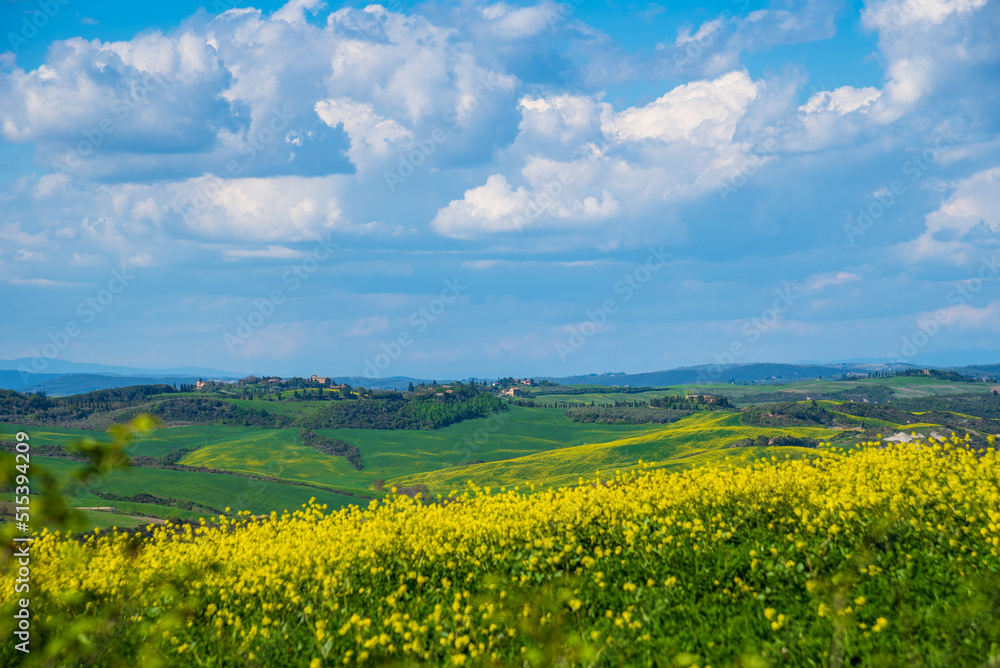 Tuscany, Italy. Val d'Orcia scenic rollings hills landscape panorama with blossoming rapeseed flowers  and beautiful cloudscape in sunny day. Nature beauty background