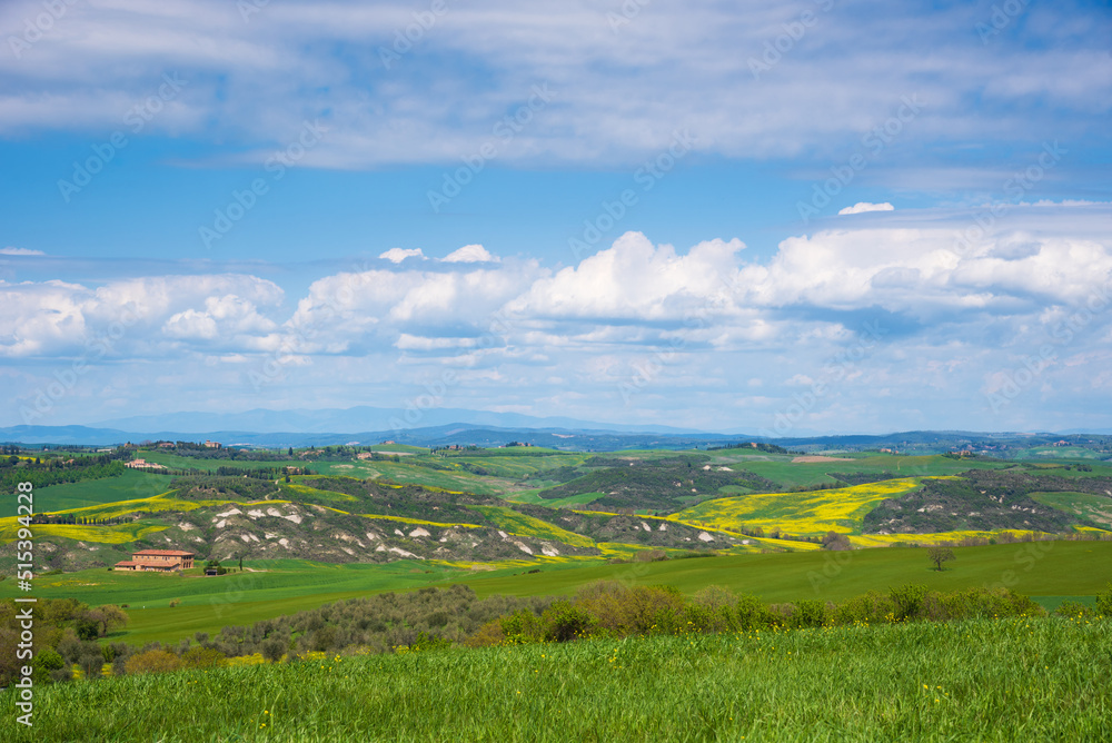 Tuscan scenery background. Italy. Countryside hill landscape panorama with typical farmhouses, cypress trees and blossoming rapeseed flowers in sunny day.