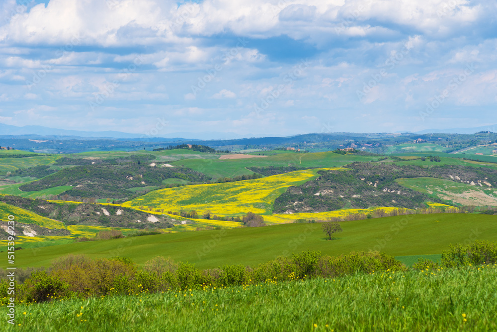 Tuscany, Italy. Val d'Orcia scenic countryside hill landscape panorama with typical farmhouses, cypress trees and blossoming rapeseed flowers in sunny day.