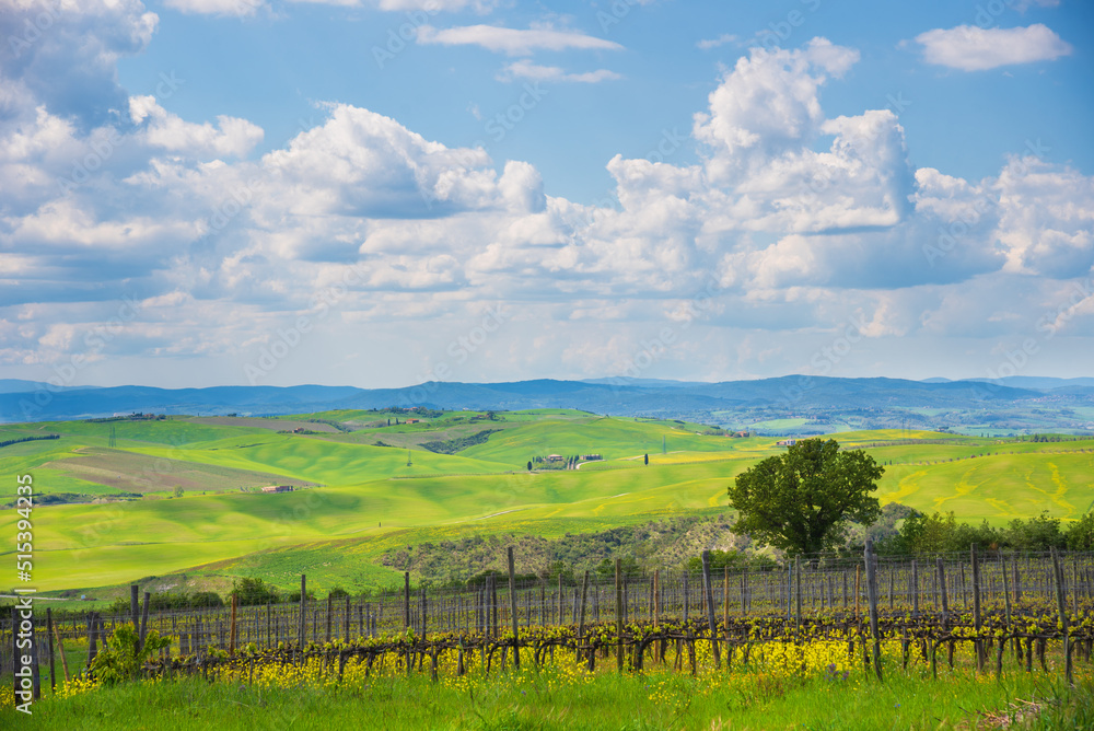 Tuscany, Italy. Val d'Orcia scenic rolling hills landscape with vineyard and blooming rape flowers covering meadows under beautiful sky.