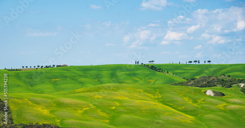 Tuscany, Italy. Val d'Orcia scenic hill landscape panorama with typical farmhouse and cypress trees on horizon and blossoming rapeseed flowers in sunny spring day under beautiful sky.
