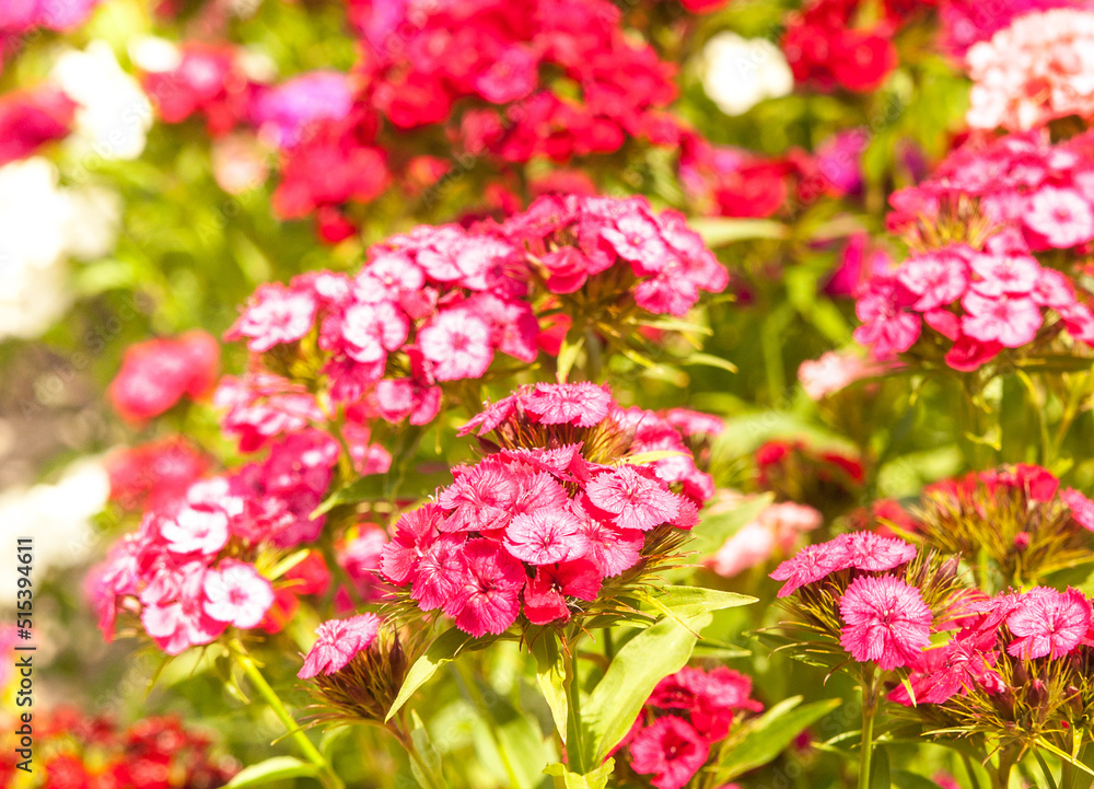 red carnations in the garden red carnations in the garden