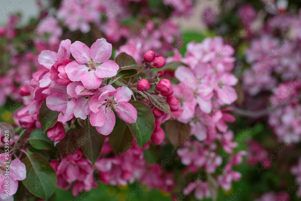 Blooming apple tree in the city park. Pink buds of a blooming apple tree close-up. Spring flowers. Cherry blossoms close-up, selective focus. Sakura petals.