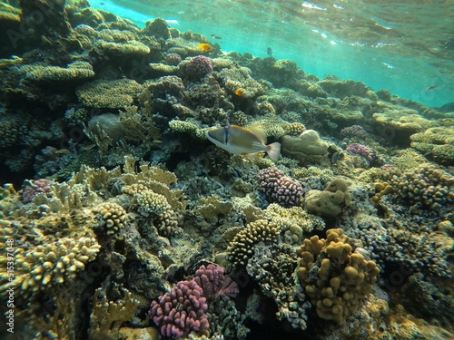 Underwater scene with coral reef in the Red Sea