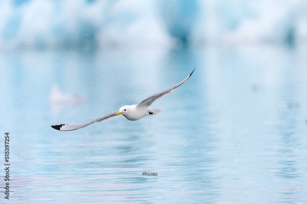 Black-legged kittiwake (Rissa tridactyla) in icy landscape, Svalbard, Norway Black-legged kittiwake (Rissa tridactyla) in icy landscape, Svalbard, Norway