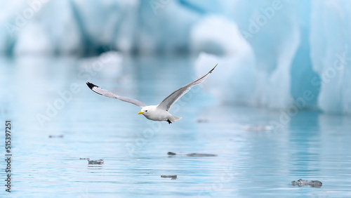 Black-legged kittiwake (Rissa tridactyla) in icy landscape, Svalbard, Norway photo