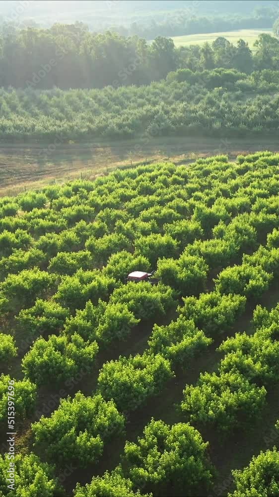 Vertical video aerial view of farmland as camera moves forward and then angles down to isolate a tractor loaded with peaches and men picking fruit at sunrise. Vertical video aerial view of farmland as camera moves forward and then angles down to isolate a tractor loaded with peaches and men picking fruit at sunrise.