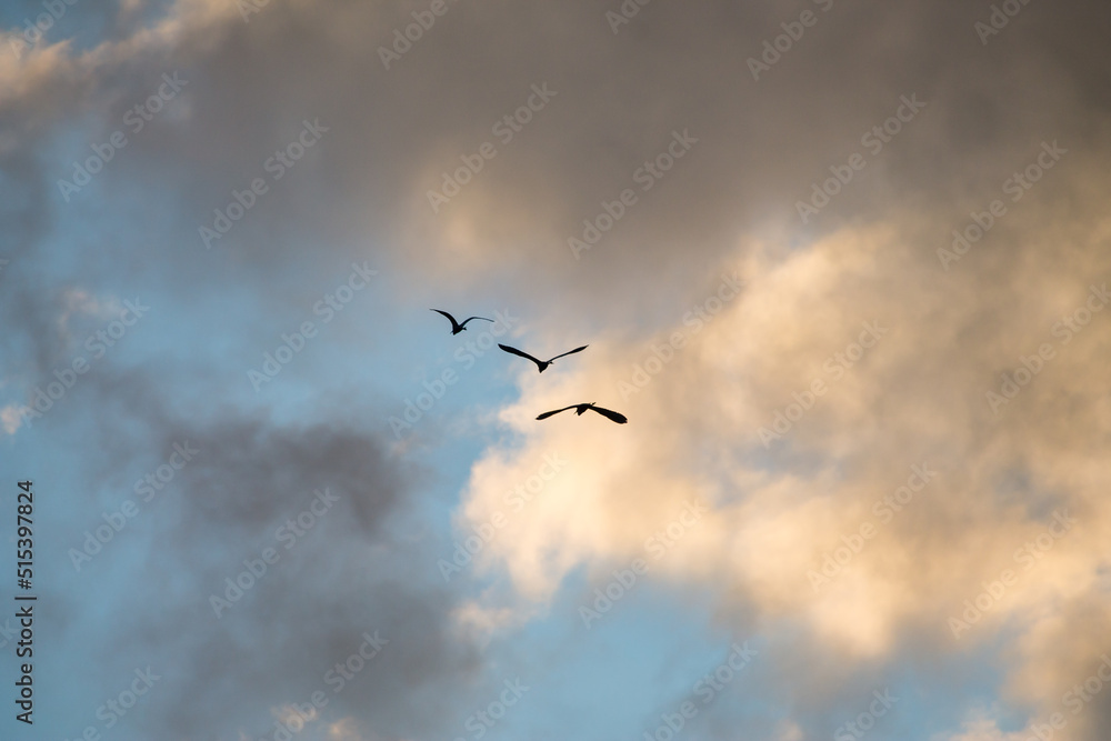 Aves volando para buscar refugio al final del día Aves volando para buscar refugio al final del día