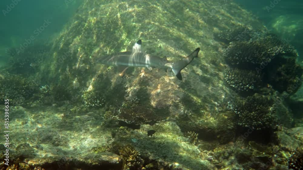 Tropical Seascape Coastline With Blacktip Reef Shark Underwater