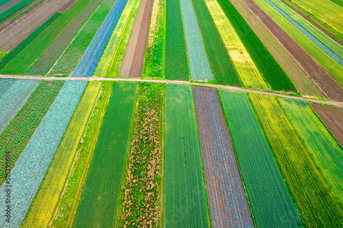 Kolorowe pola uprawne widziane z góry, rolniczy krajobraz polskiej wsi. 


 photo