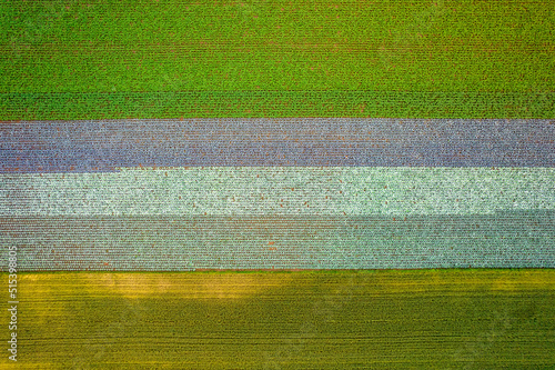 Fototapeta Naklejka Na Ścianę i Meble -  Kolorowe pola uprawne widziane z góry, rolniczy krajobraz polskiej wsi. 


