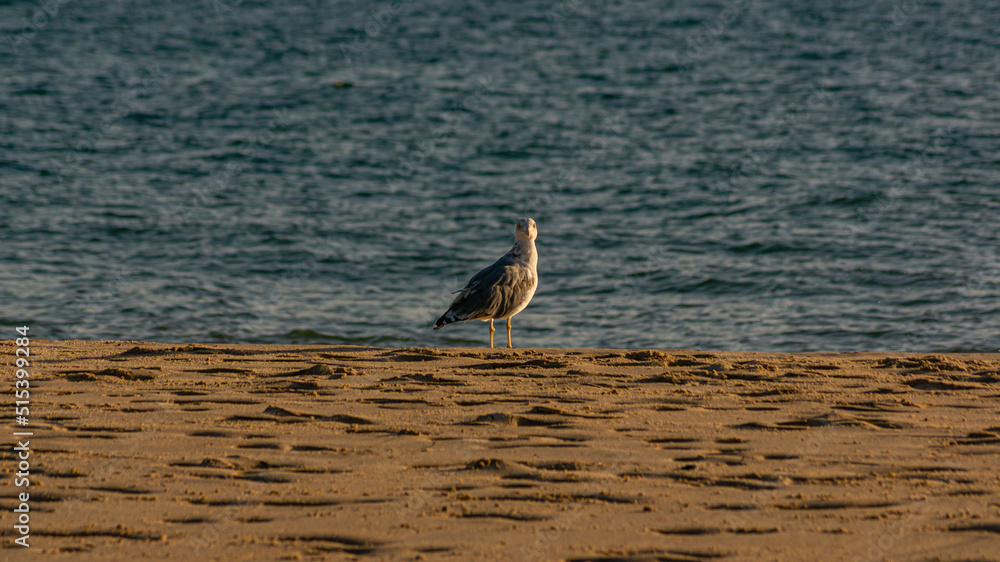 Fototapeta premium Various sea birds looking for a food on a beach