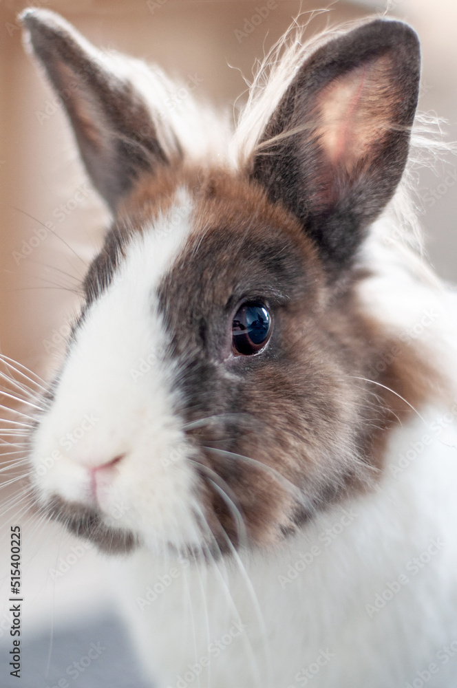 Fototapeta premium lapin