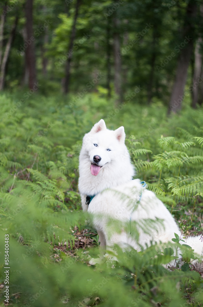 husky husky