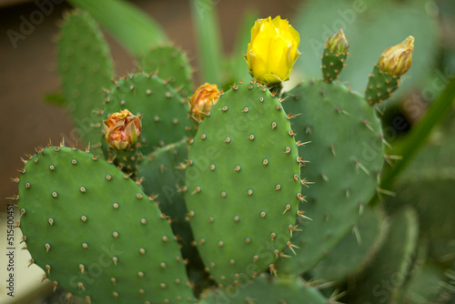 Prickly Pear Cactus yellow flowers. Opuntia humifusa close up plant.