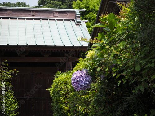 紫陽花と瓦屋根の風景 photo