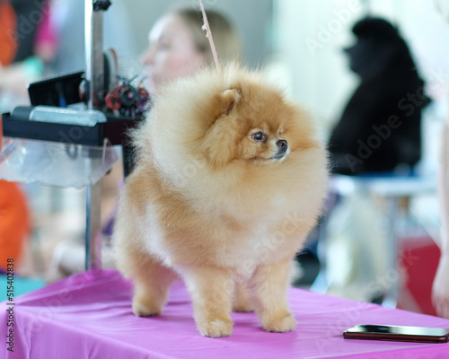 Young pomeranian dog close-up on the grooming table