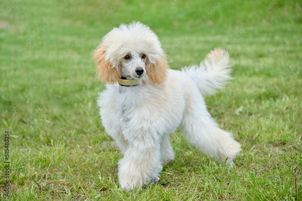 Dwarf apricot poodle puppy aged 6 months on the grass close-up